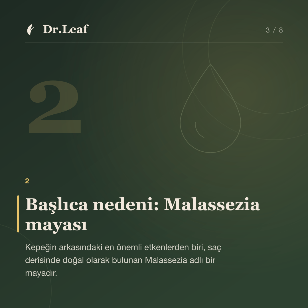 Kepek Nedir ve Neden Oluşur? Kuru ve Yağlı Kepek Farkı: Başlıca nedeni: Malassezia mayası — bilgi kartı 3